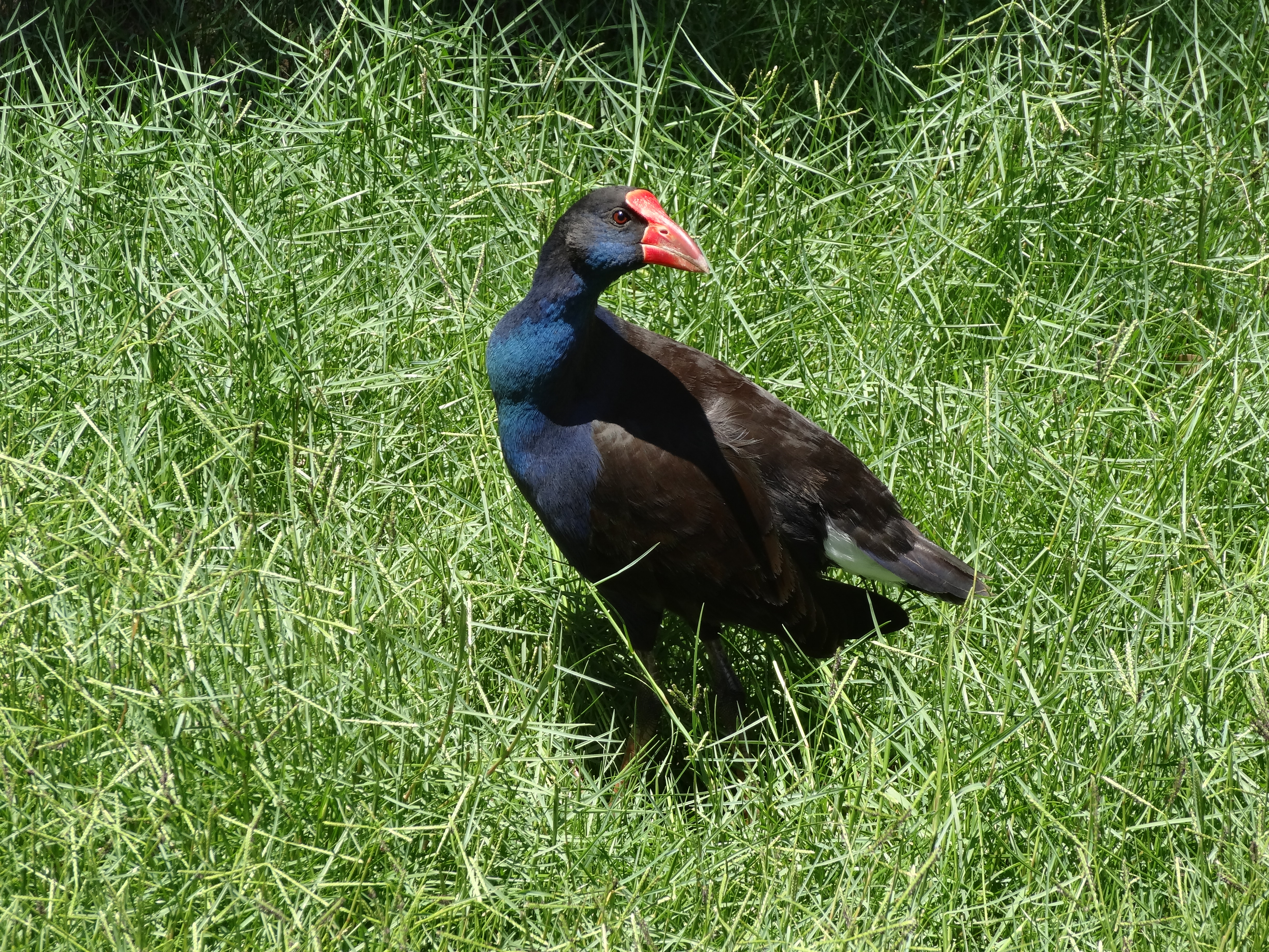 Purple Swamphen